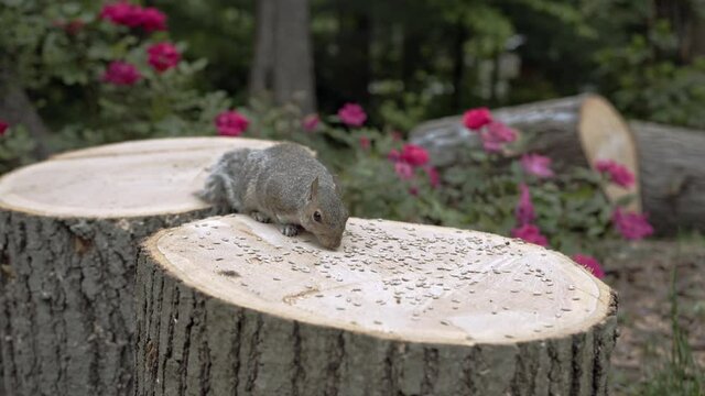 Cute Grey Squirrel Sitting on Stump Eating Seeds, in wooded setting with Roses in Background.  Stops and Looks at Camera