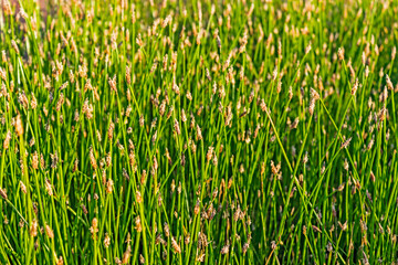 close-up of a glade overgrown with spike-rush