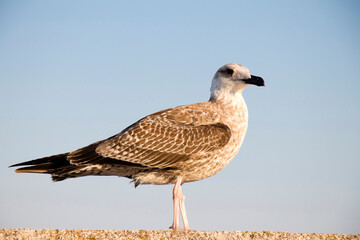 Young sea gull standing close up