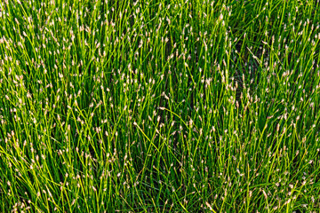 close-up of a glade overgrown with spike-rush © Alx_Yago