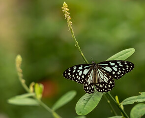 Fototapeta na wymiar a beautiful butterfly
