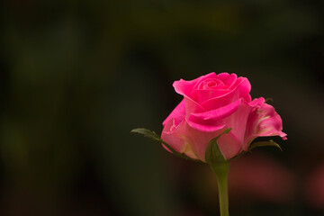 A beautiful multicolored rose