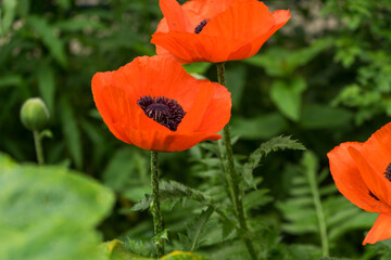 Close up red poppies on sunny field.Beautiful papaver flowers on the green yard on summer day.Flower of remembrance on memorial day. Summer flowers background.