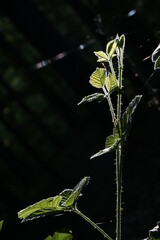 frische Brombeerpflanze