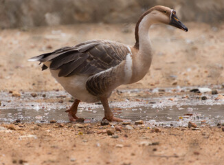 goose in the  garden