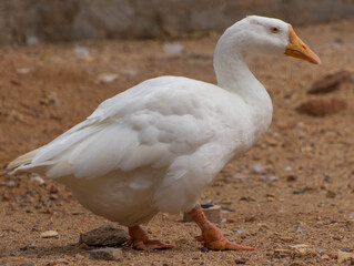 white goose in the zoo