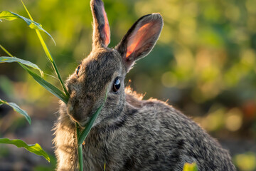 cute big eye rabbit eating grass