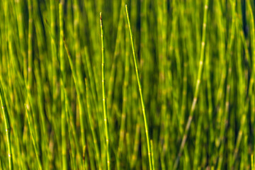 close-up of a glade overgrown with equisetum