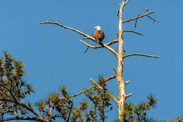 Bald Eagle Rests on a Bare Branch and Watches a Lake.