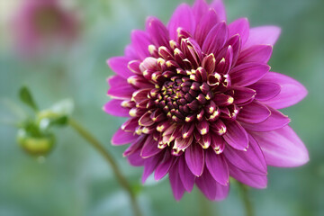 Pink Dahlia flower with yellow edges macro on green background