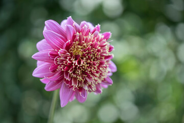 Closeup of beautiful Dahlia flower with green bokeh background