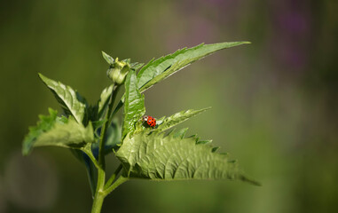 Ladybug sitting on a leaf on a summer sunny day