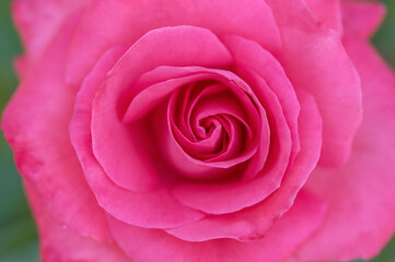 Vivid pink Rose blossom macro
