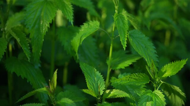 Closeup view video footage of beautiful green fresh leaves of nettles plants growing outside in spring or summer wood.