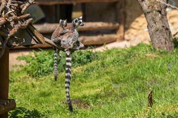 Ring-tailed lemur with a cub sitting in the branches.