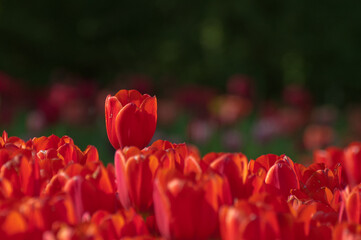 Tulpe