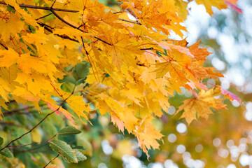 Fototapeta na wymiar Maple branch with bright yellow and orange leaves