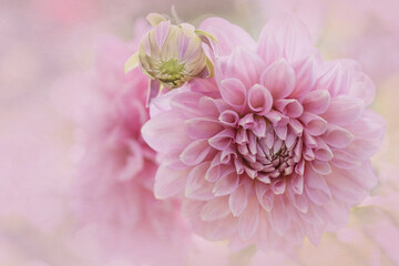 Fototapeta premium Closeup of dreamy pink Dahlia flowers in soft focus