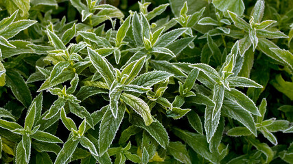 Hoarfrost on green leaves. Background from frost-covered leaves