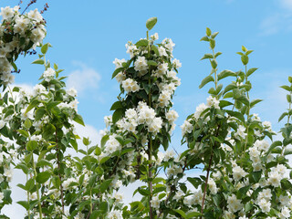 Philadelphus coronarius | Nahaufnahme auf weißen Blumen mit gelben Staubblättern von Europäische Pfeifenstrauch unter einem blauen Himmel