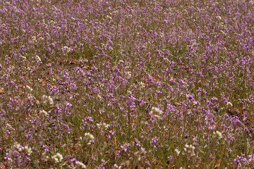 Obraz premium Flower field of purple wild flowers. Texture background.