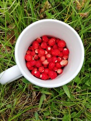 Wild ripe red strawberries in a white cup on the green grass