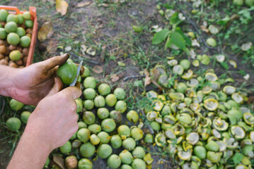 Hands of an adult man peel walnuts with a knife. Harvest concept