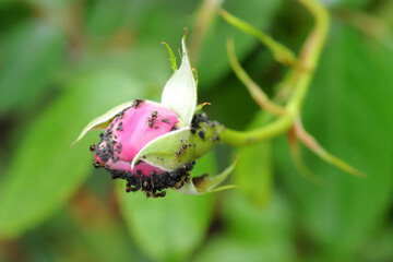 Rosenblüte mit Blattläusen und Ameisen die diese entsprechend fressen und entfernen als...