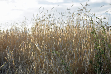 Wild California Wheat