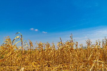 Cornfield brown color dried with the blue sky background