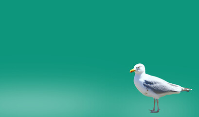 mouette isolé sur fond vert
