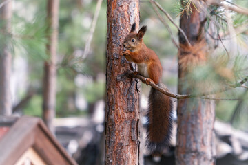 Funny red squirrel on a pine branch.
