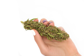 Female hand holding long green dried marijuana bud isolated on white background.