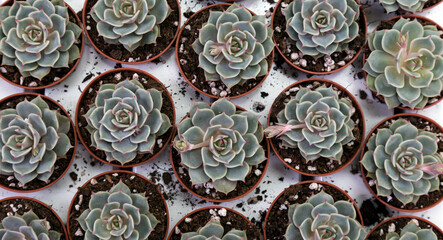 Succulent plant, flowers, background