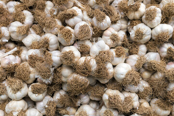 Garlic in market