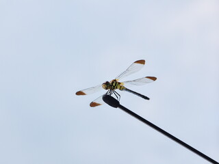 アンテナにとまったトンボ © RYU TAKAHASHI