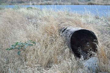 Fallen Log in Meadow of Wheat