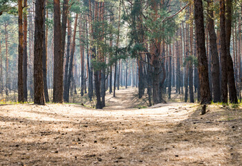 Pine forest and dirt, country road. Dirt road in a pine forest at sunset