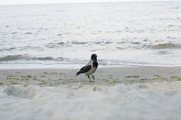 Beautiful crow on the sandy shore of the Black Sea