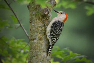 Red-Bellied Woodpecker Bird, Female, Perched on Side of Tree Trunk with Green Background, Red Head
