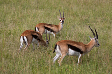 Naklejka na ściany i meble Thomson's gazelle one of the best-known gazelles in Kenya