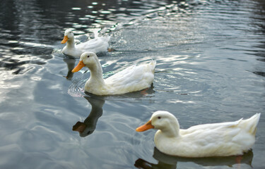 Naklejka na ściany i meble white duck swimming in the water