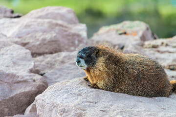 Yellow-bellied Marmot (Marmota flaviventris) on Brian Head Peak, Brian Head,Utah, USA