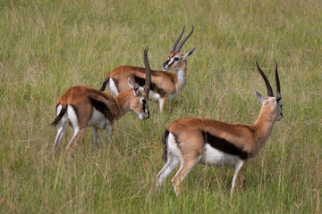 Thomson's gazelle one of the best-known gazelles in Kenya