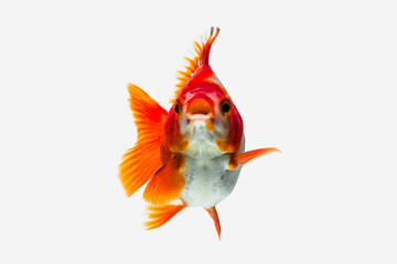 Fototapeta premium the goldfish in aquarium