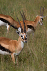 Thomson's gazelle one of the best-known gazelles in Kenya