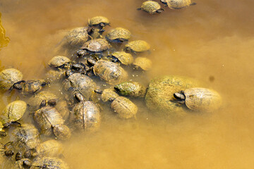 Turtles Violate Social Distancing Policy in a muddy pond.