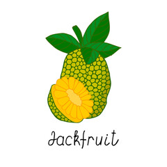Jackfruit. Hand drawn colorful poster. Stock vector illustration.
