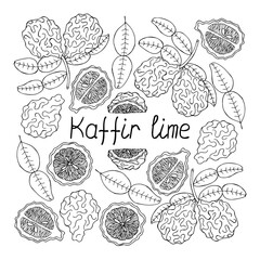 Kaffir lime lettering. Hand drawn poster.  Stock vector illustration.