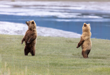 Obraz premium Two coastal brown bears standing on hind legs